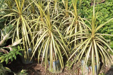 Dracaena marginata Sunray yaprak bitkisi. Bebek odasında satılık. Nakit ürünler.