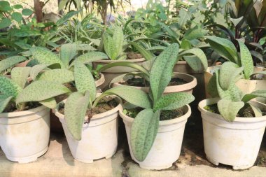 Çiftlikte satılık Drimiopsis yaprağı bitkisi nakit mahsulü. Ayrıca, zararlı bakteri ve mantarları defetmede yardımcı olabilecek antibakteriyel özelliklere sahiptir.