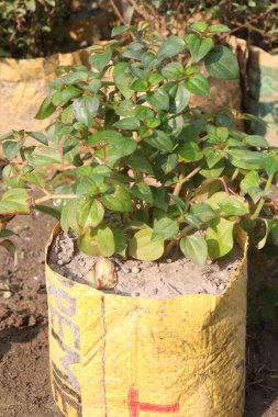Çocuk odasındaki dissotis rotundifolia bitkisi satılık nakit mahsuller. Dizanteri, öksürük ve cinsel yolla bulaşan enfeksiyonlar da dahil olmak üzere bir dizi enfeksiyonu yönetmek için ilaç