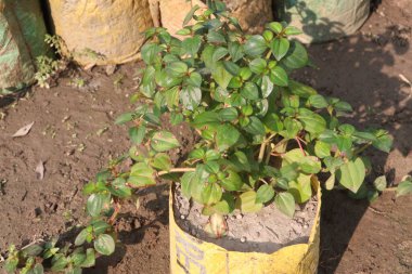 Çocuk odasındaki dissotis rotundifolia bitkisi satılık nakit mahsuller. Dizanteri, öksürük ve cinsel yolla bulaşan enfeksiyonlar da dahil olmak üzere bir dizi enfeksiyonu yönetmek için ilaç