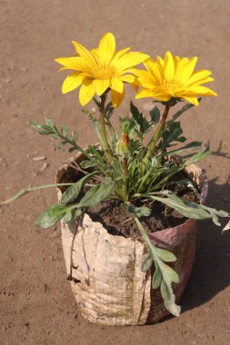 Çiftlikteki esrar üzerindeki Gazania Linearis çiçeği nakit mahsuldür. Bu bitkileri yetiştirmek çok kolaydır. Bu bitki çok hızlı gelişir ve sonrasında çok az bakımı olur.