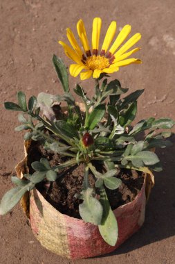 Çiftlikteki esrar üzerindeki Gazania Linearis çiçeği nakit mahsuldür. Bu bitkileri yetiştirmek çok kolaydır. Bu bitki çok hızlı gelişir ve sonrasında çok az bakımı olur.