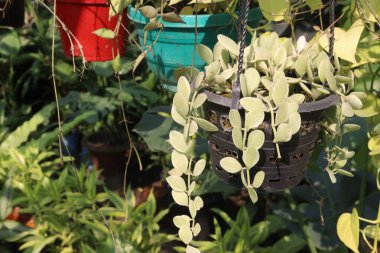 Dischidia yaprağı bitkisi çiftlikteki asma kabında nakit mahsulü var. Kurak ya da kurak iklimlerde yaşayanlar için yararlı olabilecek, çevredeki nem seviyelerinin artmasına yardımcı olabilir.