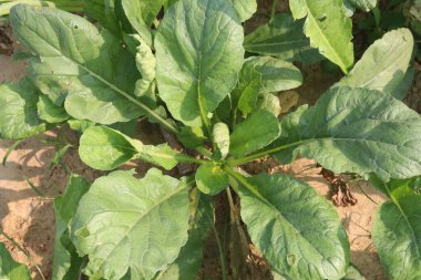 Hasat için tarlada turp çiftliği ve satışı nakit mahsuldür.