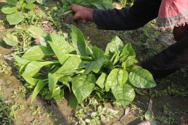 Çiftlikteki Malabar ıspanağı nakit ürünleridir.Kalsiyum, A vitamini, magnezyum, protein, bol miktarda fosfor, potasyum yanı sıra B kompleksi vitaminler, B6 vitamini de vardır.