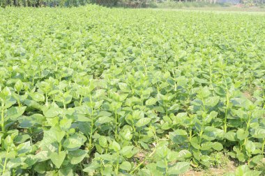 Çiftlikteki Malabar ıspanağı nakit ürünleridir.Kalsiyum, A vitamini, magnezyum, protein, bol miktarda fosfor, potasyum yanı sıra B kompleksi vitaminler, B6 vitamini de vardır.