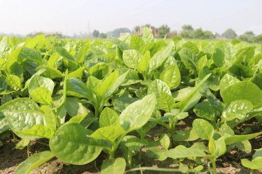 Çiftlikteki Malabar ıspanağı nakit ürünleridir.Kalsiyum, A vitamini, magnezyum, protein, bol miktarda fosfor, potasyum yanı sıra B kompleksi vitaminler, B6 vitamini de vardır.