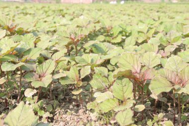 Tarladaki yeşil amaranth çiftliği nakit mahsulleri
