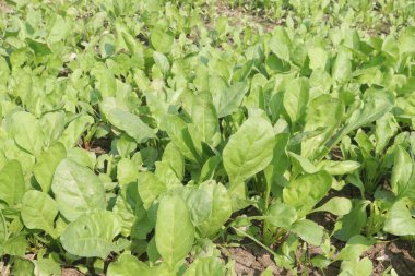 Palak ıspanak tarlasında hasat için nakit mahsulleri var.