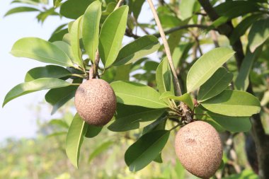 Çiftlikteki ağaçtaki sapodilla, hasat için nakit mahsuldür. Beslenme lifleri var. Lifler bağırsak sağlığını geliştirir. Ayrıca kendini daha uzun süre dolu hissetmeni ve kan şekerini kontrol etmeni sağlar.