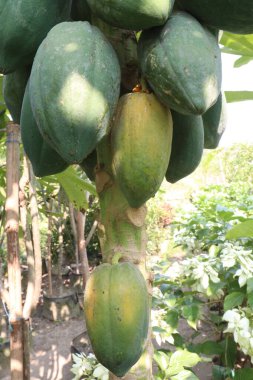 Çiftlikteki ağaçtaki lezzetli ve sağlıklı taze olgun papaya hasatta nakit mahsulüdür.