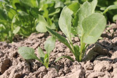Palak ıspanak tarlasında hasat için nakit mahsulleri var.