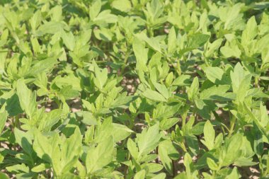 Çiftlikte satılacak domates tohumu nakit mahsulüdür.