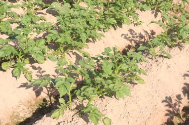 Potato plant on farm for harvest are cash crops. have fiber, antioxidants. treat heart disease by keeping your cholesterol, blood sugar levels