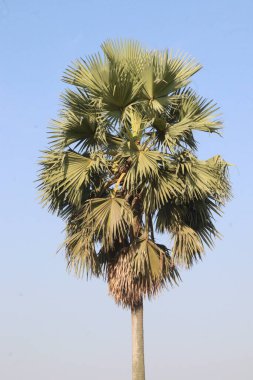 meyve suyu ve meyve için tarladaki palmiye palmiyesi veya Borassus aethiopum bitkisi nakit ürünleridir.