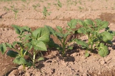 Potato plant on farm for harvest are cash crops. have fiber, antioxidants. treat heart disease by keeping your cholesterol, blood sugar levels