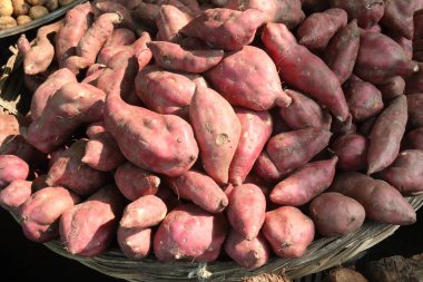 Tatlı Patates Ipomoea batataları satışta nakit mahsulleri var. Hızlı, bitki yetiştirmek kolaydır nemli, kurutulmuş topraklarda ve tam güneş altında gelişir. Lezzetli bir sebzedir ve besin değeri vardır.