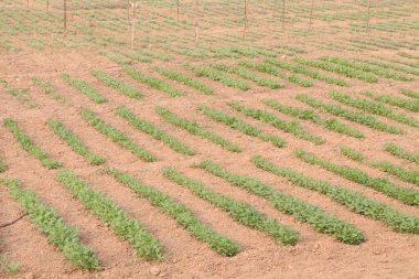 Tarladaki hardal tohumu hasat için nakit mahsulüdür.