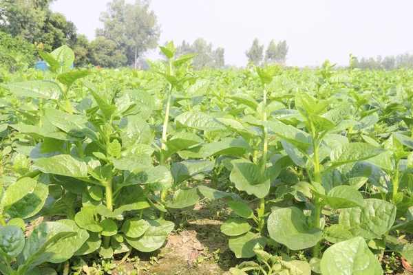 Çiftlikteki Malabar ıspanağı nakit ürünleridir.Kalsiyum, A vitamini, magnezyum, protein, bol miktarda fosfor, potasyum yanı sıra B kompleksi vitaminler, B6 vitamini de vardır.