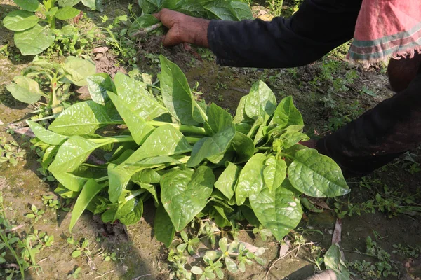 Çiftlikteki Malabar ıspanağı nakit ürünleridir.Kalsiyum, A vitamini, magnezyum, protein, bol miktarda fosfor, potasyum yanı sıra B kompleksi vitaminler, B6 vitamini de vardır.