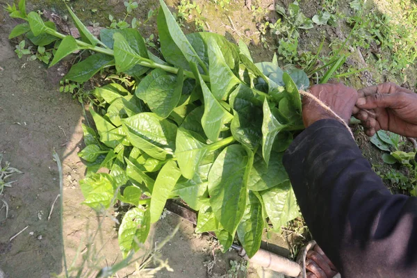 Çiftlikteki Malabar ıspanağı nakit ürünleridir.Kalsiyum, A vitamini, magnezyum, protein, bol miktarda fosfor, potasyum yanı sıra B kompleksi vitaminler, B6 vitamini de vardır.