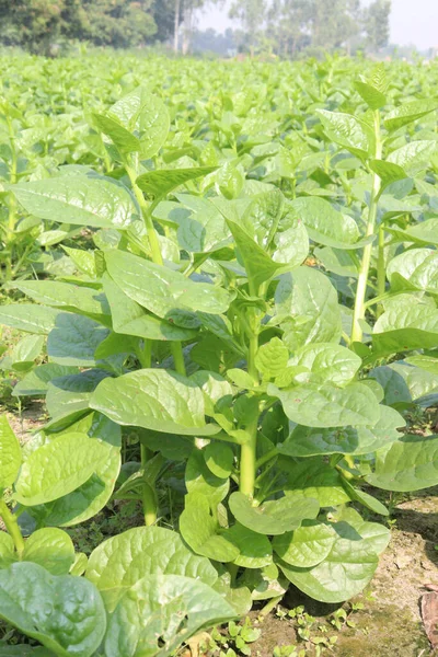 Çiftlikteki Malabar ıspanağı nakit ürünleridir.Kalsiyum, A vitamini, magnezyum, protein, bol miktarda fosfor, potasyum yanı sıra B kompleksi vitaminler, B6 vitamini de vardır.