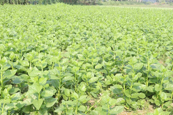 Çiftlikteki Malabar ıspanağı nakit ürünleridir.Kalsiyum, A vitamini, magnezyum, protein, bol miktarda fosfor, potasyum yanı sıra B kompleksi vitaminler, B6 vitamini de vardır.