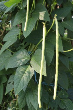 Tarlada hasat için ekilen fasulye tarlaları nakit mahsuldür.