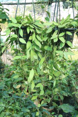 Hoya carnosa yaprağı bitkisi çiftlikteki asma kabında hasat için nakit mahsulleri var.