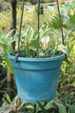 Altın Pothos yaprağı, fidanlıkta asılı duran saksıda satılık nakit mahsuller var.