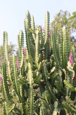 Öforbi laktus yaprağı bitkisi kreşteki saksıda satılıyor. Nakit ürünler.