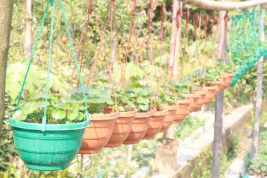 Egzama ve skrofüla, ülser, romatizma, baş ağrısı, baş dönmesi, baş dönmesi, kanlı dışkılar gibi diğer dermatolojik hastalıklar için kullanılan hidroklorür bitkisi. Yanıklar için yapraklar, deri hastalıkları, tedavi yaraları