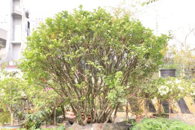 Aglaia odorata ya da Çin parfüm çiçeği ekim çiftliği hasat için nakit mahsuldür. Kan dolaşımı, ateş ve ağrı için ilaç. Kokulu çiçekleri rahatlamak için aromaterapide kullanılır.