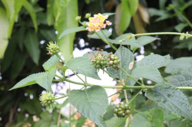 Bahçedeki ağaçta Lantana Camara çiçeği