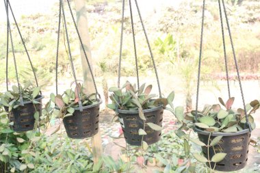 Kalanchoe organyalis yaprak bitkisi satılık saksının üzerinde nakit ürünleri var.