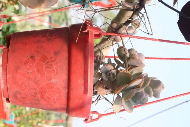 Kalanchoe Fedtschenkoi bitkisi fidanlıkta asılı vaziyette satılıyor. Nakit ekinler. Tahriş olmuş deriyi yatıştırmak için kullanılır. Hidratlaştırıcı özellikleri var. Kalanchoe akne tedavisinde ve önlenmesinde yardımcı olabilir