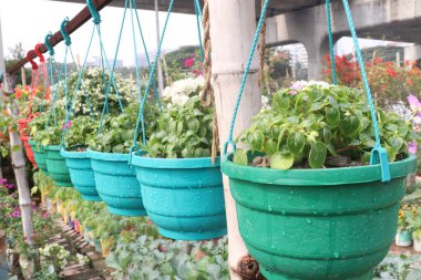 Çocuk odasındaki sabırsız bitkiler satılık. Nakit ürünler. Düşük bakım, çok yönlü, tozlayıcılar için çekici.