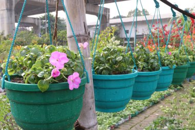 Çocuk odasındaki sabırsız bitkiler satılık. Nakit ürünler. Düşük bakım, çok yönlü, tozlayıcılar için çekici.