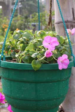 Çocuk odasındaki sabırsız bitkiler satılık. Nakit ürünler. Düşük bakım, çok yönlü, tozlayıcılar için çekici.
