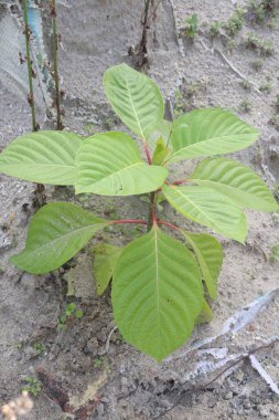 Mitragyna Specosa ya da çiftlikteki kratom ağacı hasat için nakit mahsulüdür.