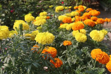 orange colored southern cone marigold farm for harvest are cash crops