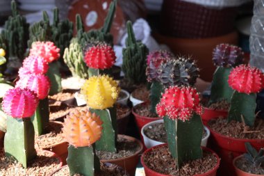 Ay Kaktüsü 'nün bebek odasında sattığı ot nakit mahsuldür. Düşük bakım ve adaptasyon. Yeni başlayanlar ve kapalı ortamlar için mükemmel. Stresi azaltır, zihinsel sağlık yardımları sunar