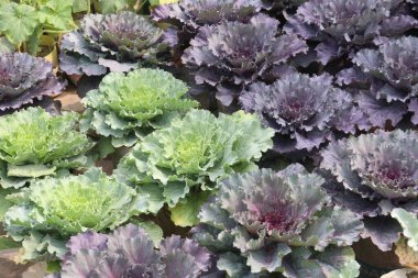 Süslü lahanalara fidanlıkta çiçek açmak da denir. Satmak için nakit ürünler de satılır.