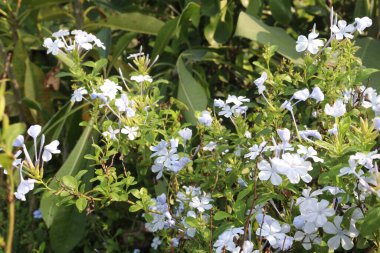 plumbago auriculata flower plant on nursery for sell are cash crops. treat wounds, broken bones, warts, black water fever. have exhibits antimicrobial, antiviral, antidiabetic, anticancer, antioxidant
