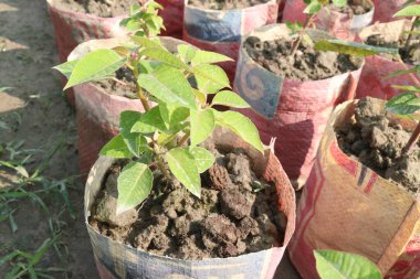 Poinsettia flower plant on nursery for sell are cash corps. for ornamental purposes during the Christmas season. treat skin warts, toothaches, however, clinical data are lacking to support these uses