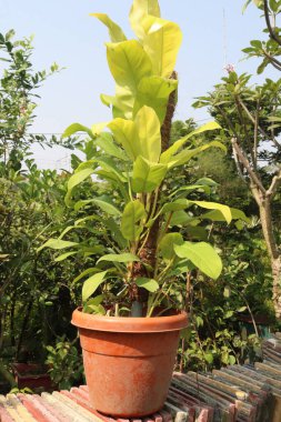 Çiftlikteki Philodendron Malay Altın Yaprağı bitkisi nakit mahsulüdür. Evin hava kalitesini arttırır. Yaprakların kralları. Philodendron damarlı, genişleyen yapraklar bakmak için harika, karbondioksit emmek, toksinler