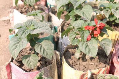 red colored scarlet sage flower on farm for harvest are cash crops