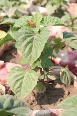 red colored scarlet sage flower on farm for harvest are cash crops