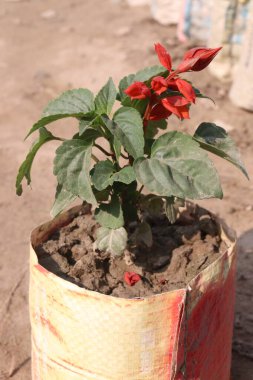 red colored scarlet sage flower on farm for harvest are cash crops