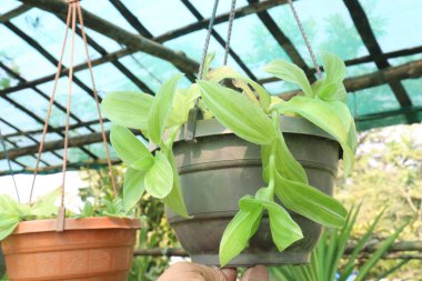 Sanna Tradescantia yaprak bitkisi çiftlikteki asma kabında satılıyor. Nakit ekinler.